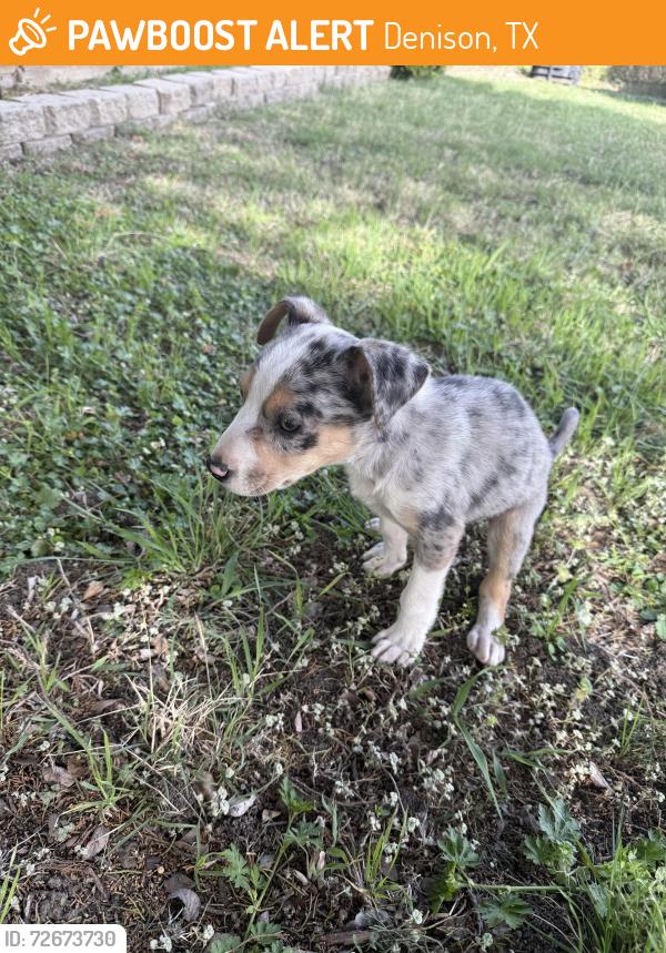 Found/Stray Male Dog last seen Crawford and Lillis , Denison, TX 75020