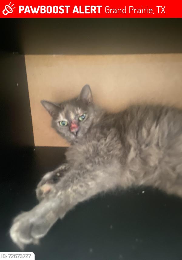 Lost Female Cat last seen Robinson rd, Grand Prairie, TX 75052