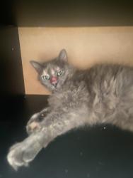 Lost Female Cat last seen Robinson rd, Grand Prairie, TX 75052