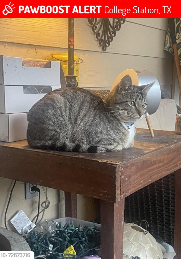 Lost Male Cat last seen Victoria and Creek Meadows Blvd, College Station, TX 77845