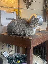 Lost Male Cat last seen Victoria and Creek Meadows Blvd, College Station, TX 77845