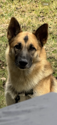 Lost Male Dog last seen Lake, Texas ave, hwy 3, La Marque, TX 77568