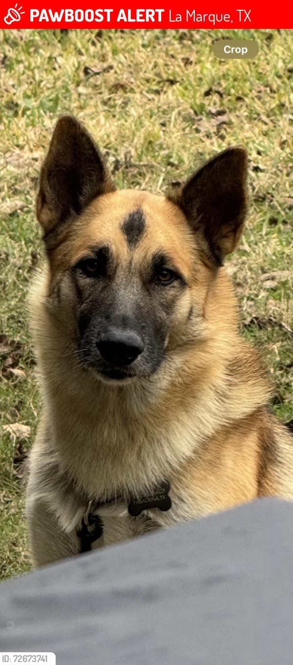 Lost Male Dog last seen Lake, Texas ave, hwy 3, La Marque, TX 77568