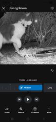 Found/Stray Unknown Cat last seen Cadence Crest, Henderson, NV 89011