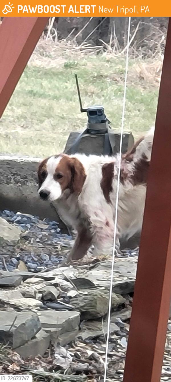 Found/Stray Male Dog last seen New Tripoli pa, New Tripoli, PA 18066