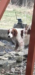 Found/Stray Male Dog last seen New Tripoli pa, New Tripoli, PA 18066