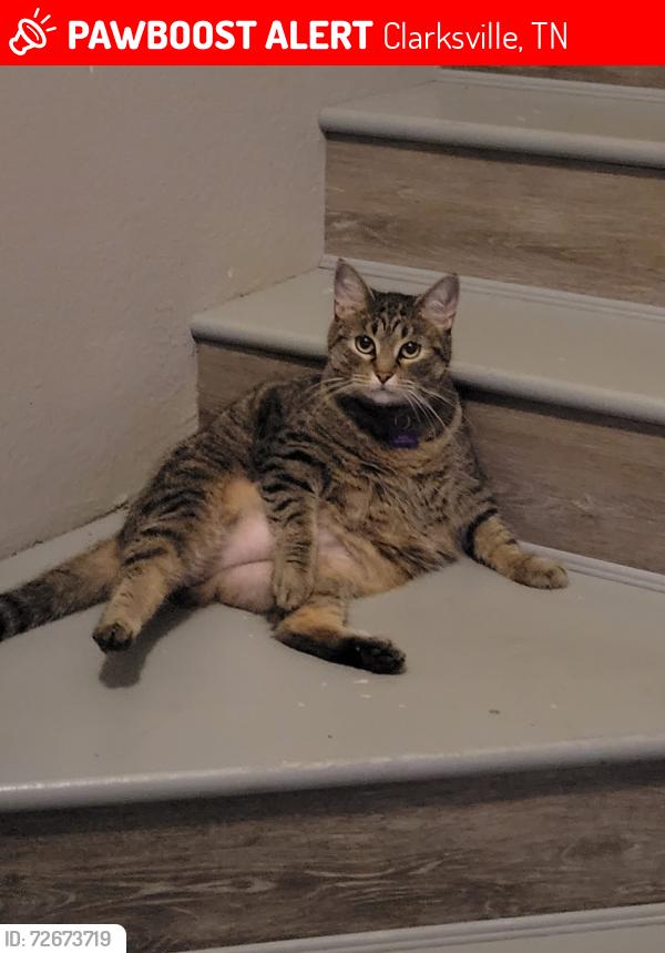 Lost Female Cat last seen Christy Ct & Lexington Drive, Clarksville, TN 37042