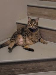 Lost Female Cat last seen Christy Ct & Lexington Drive, Clarksville, TN 37042