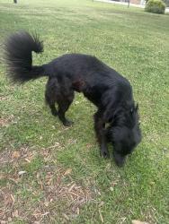 Found/Stray Male Dog last seen Hwy 155, Tyler, TX 75709
