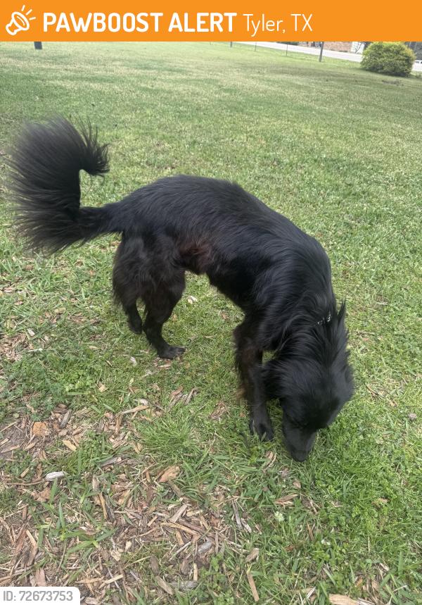 Found/Stray Male Dog last seen Hwy 155, Tyler, TX 75709