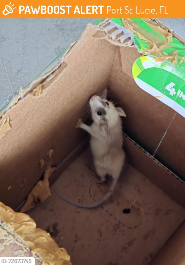 Found/Stray Unknown Other last seen Close to Bayshore and Crosstown, Port St. Lucie, FL 34983