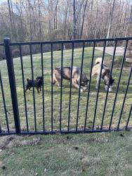 Found/Stray Unknown Dog last seen Triviality neighbor , Auburn, AL 36830