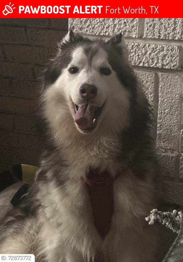 Lost Male Dog last seen E rosedale st, Fort Worth, TX 76105