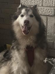 Lost Male Dog last seen E rosedale st, Fort Worth, TX 76105