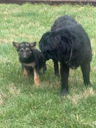 Found/Stray Unknown Dog last seen Roaming through bottom side of parking lot, Winston-Salem, NC 27104