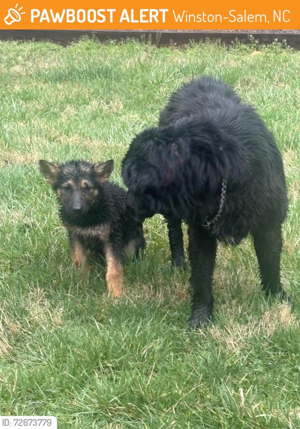 Found/Stray Unknown Dog last seen Roaming through bottom side of parking lot, Winston-Salem, NC 27104