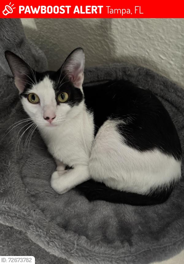 Lost Female Cat last seen near portofino apmts , Tampa, FL 33647