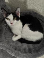Lost Female Cat last seen near portofino apmts , Tampa, FL 33647