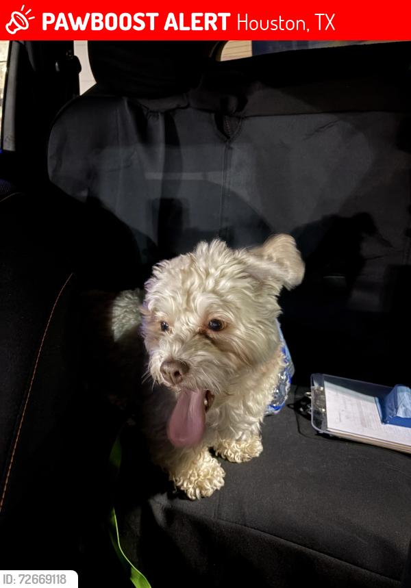 Lost Male Dog last seen Fulton and Hogan , Houston, TX 77009
