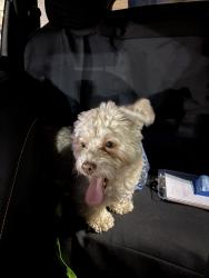 Lost Male Dog last seen Fulton and Hogan , Houston, TX 77009