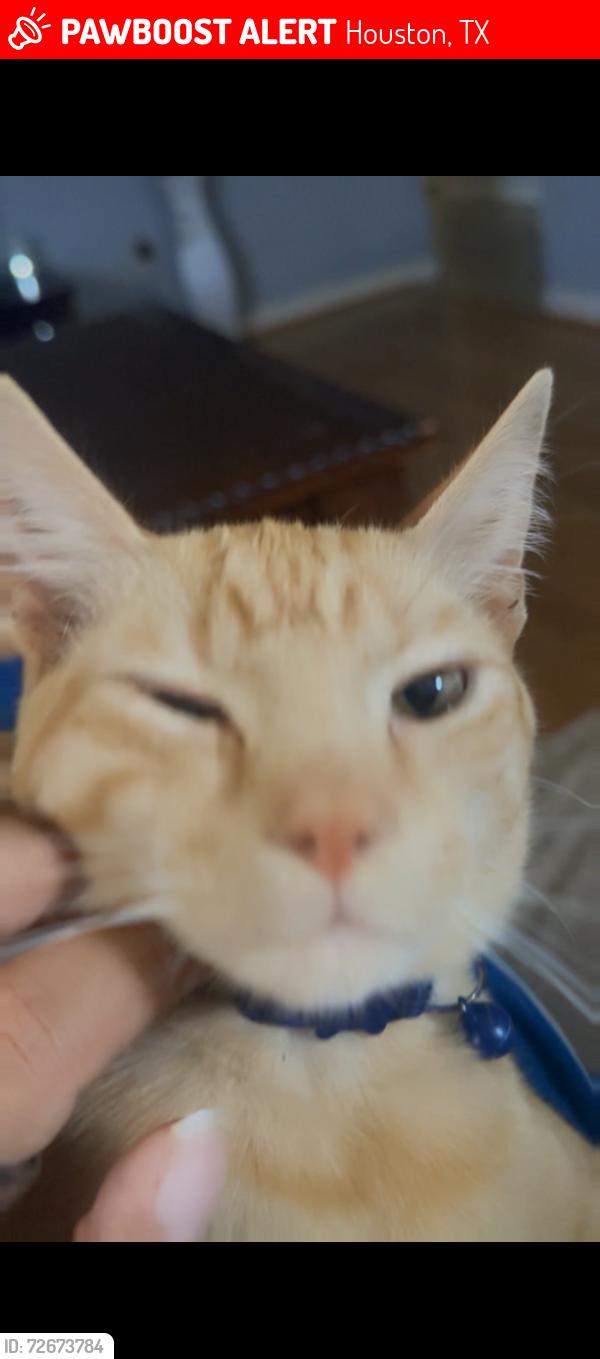 Lost Male Cat last seen Near heatherbrook , Houston, TX 77045