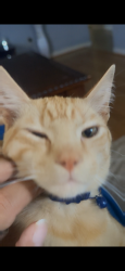 Lost Male Cat last seen Near heatherbrook , Houston, TX 77045