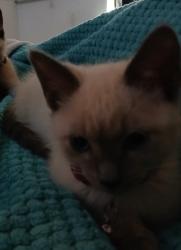 Lost Female Cat last seen Walnut st, Garland, TX 75042