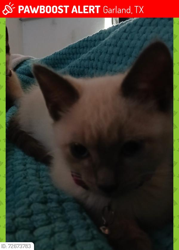 Lost Female Cat last seen Walnut st, Garland, TX 75042