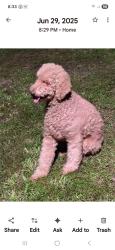 Lost Male Dog last seen Smith rd, Gulfport, MS 39503