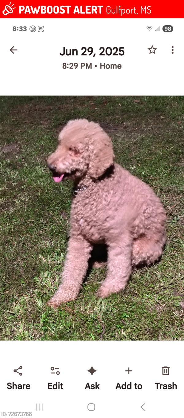 Lost Male Dog last seen Smith rd, Gulfport, MS 39503