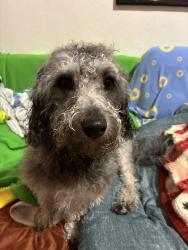 Lost Male Dog last seen Congdon st San francisco, San Francisco, CA 94112