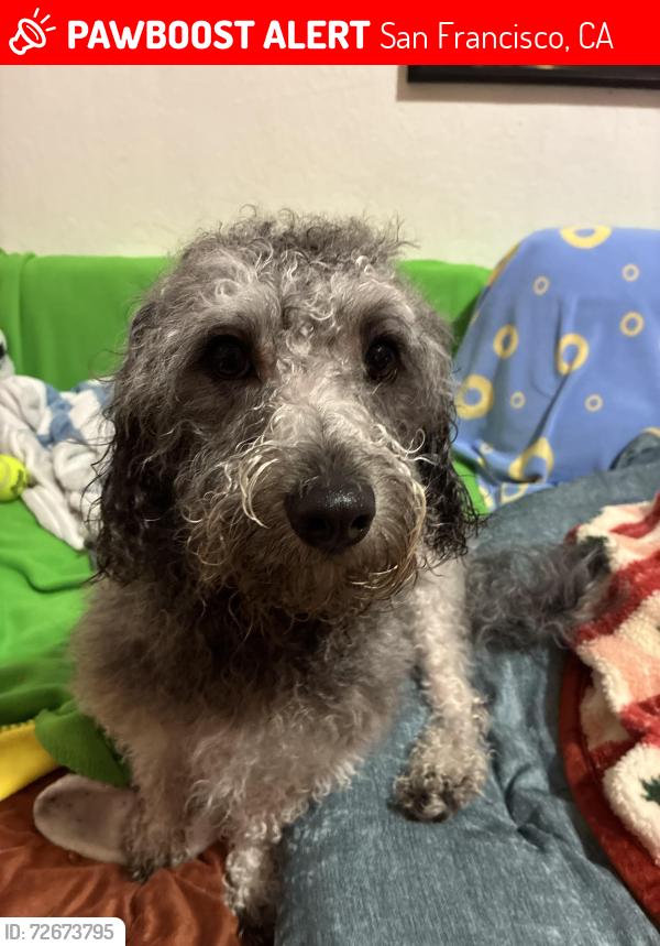 Lost Male Dog last seen Congdon st San francisco, San Francisco, CA 94112