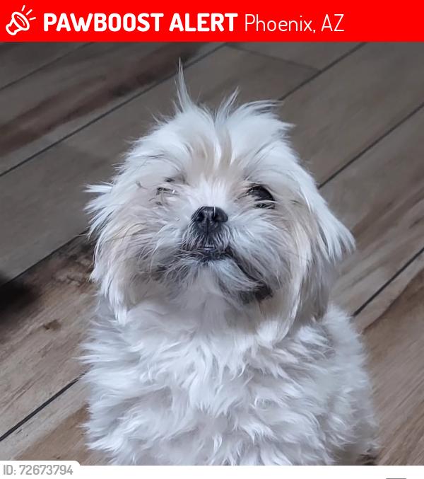 Lost Female Dog last seen 47th ave and baseline , Phoenix, AZ 85339