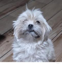 Lost Female Dog last seen 47th ave and baseline , Phoenix, AZ 85339