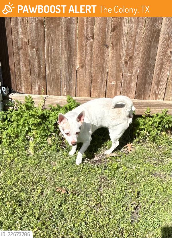 Found/Stray Male Dog last seen Miller Dr and Miller Cir, The Colony TX, The Colony, TX 75056