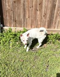 Found/Stray Male Dog last seen Miller Dr and Miller Cir, The Colony TX, The Colony, TX 75056