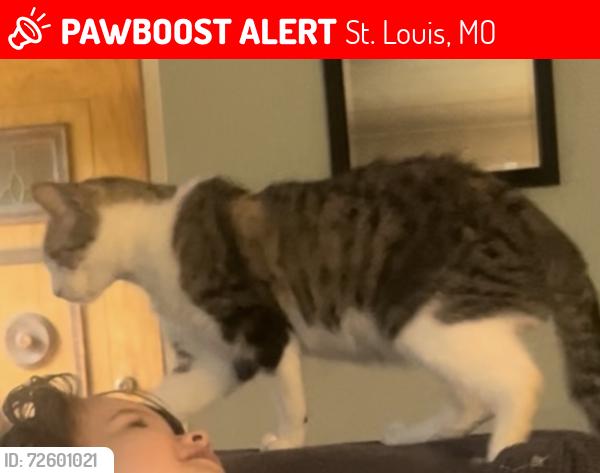 Lost Female Cat last seen Near Edelweis Lane, St. Louis, 63129, St. Louis, MO 63129