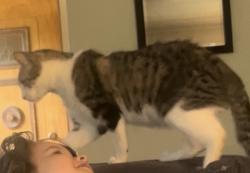 Lost Female Cat last seen Near Edelweis Lane, St. Louis, 63129, St. Louis, MO 63129