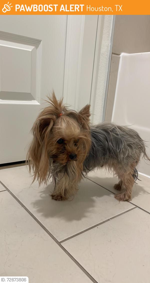 Found/Stray Female Dog last seen HEB San Felipe St, Houston, TX 77056