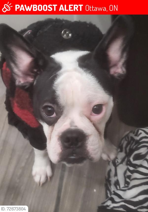 Lost Female Dog last seen Presland/Lola, Ottawa, ON 