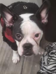 Lost Female Dog last seen Presland/Lola, Ottawa, ON 