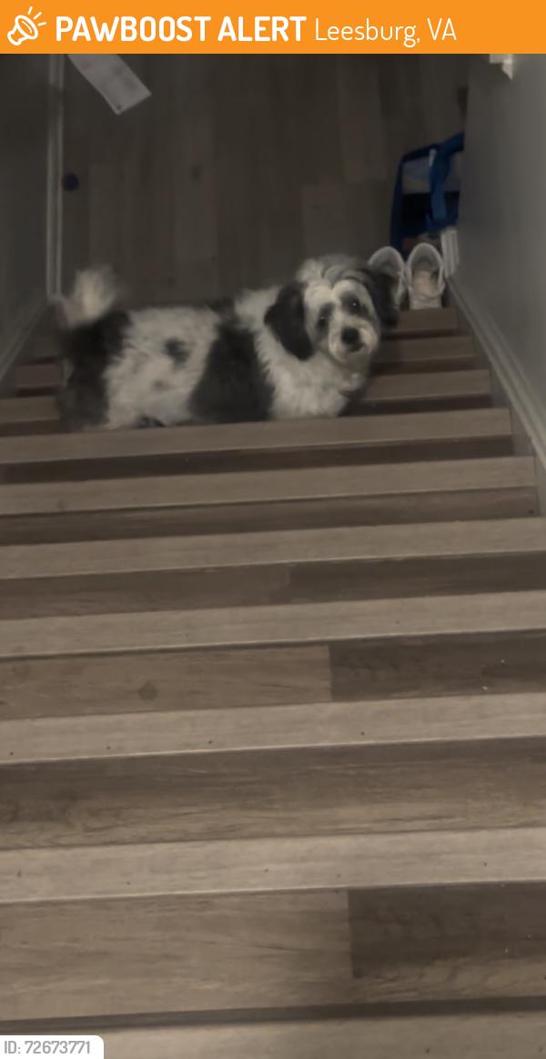 Found/Stray Male Dog last seen Leesburg Va , Leesburg, VA 20175