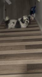 Found/Stray Male Dog last seen Leesburg Va , Leesburg, VA 20175