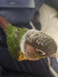 Lost Unknown Bird last seen Caster and Greenville, Santa Ana, CA 92704