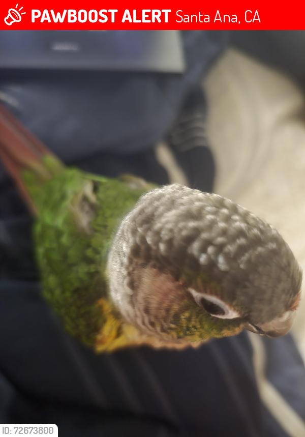 Lost Unknown Bird last seen Caster and Greenville, Santa Ana, CA 92704