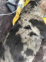 Found/Stray Female Dog last seen Near highway, El Cajon, CA 92021