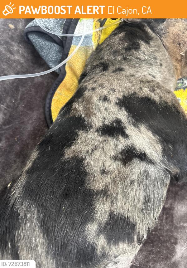 Found/Stray Female Dog last seen Near highway, El Cajon, CA 92021