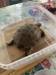 Found/Stray Unknown Reptile last seen Peutz valley , Alpine, CA 91901