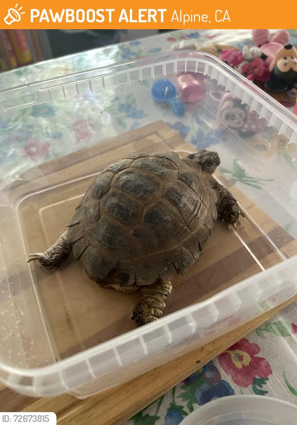 Found/Stray Unknown Reptile last seen Peutz valley , Alpine, CA 91901