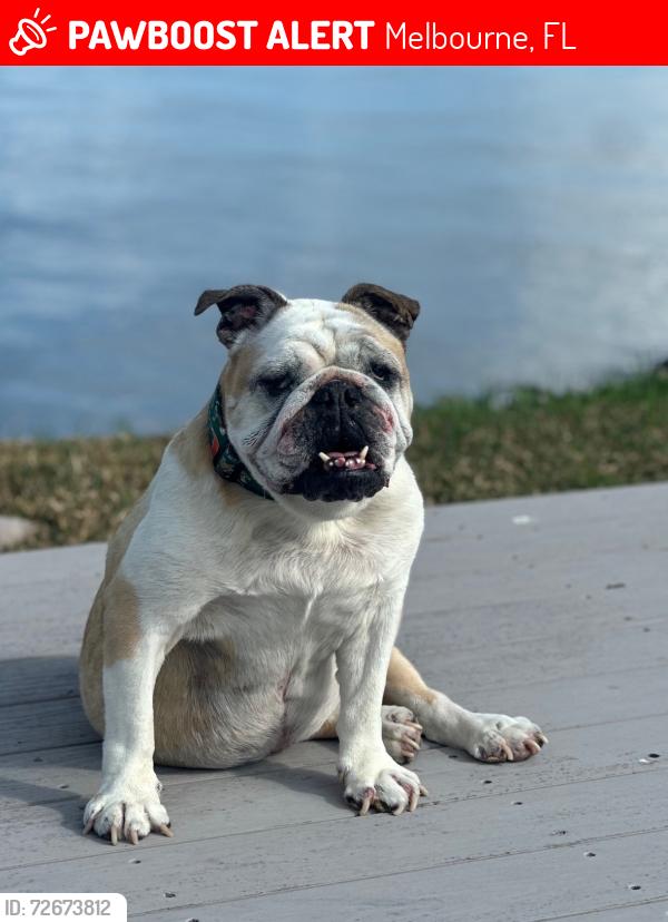 Lost Female Dog last seen Us1 and Post rd, Melbourne, FL 32935